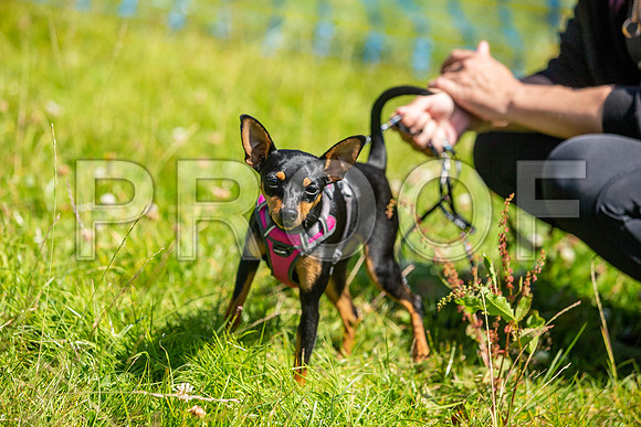 1842__PAWSFundogShow_July2022_cshaw