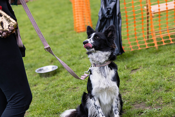 1551_HebdensHappyHounds2024_Cshaw-