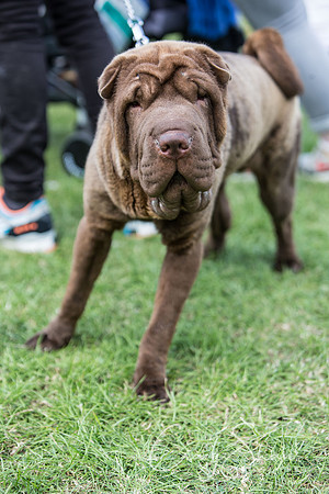 1834_K9Partyinthepark2014_RSPCAHalifax_bluplanetphoto