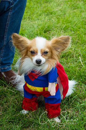 RSPCA Dog Day Afternoon