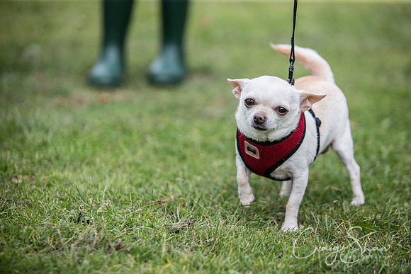 20_BarkintheParkHuddersfield_2014_bluplanetphoto