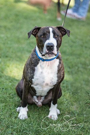 2316_K9Partyinthepark2014_RSPCAHalifax_bluplanetphoto