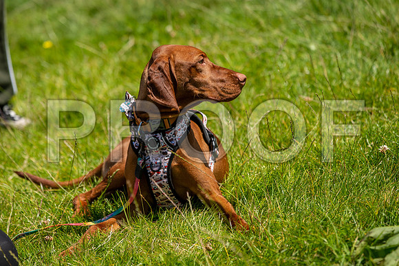 1860__PAWSFundogShow_July2022_cshaw