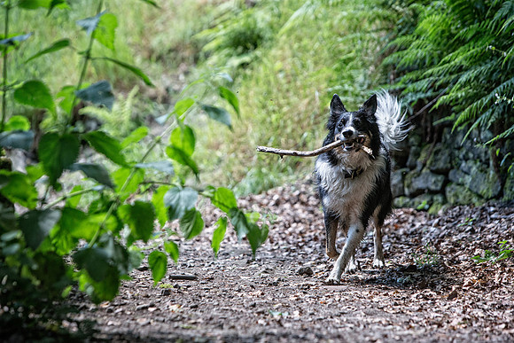 Dog Portraiture