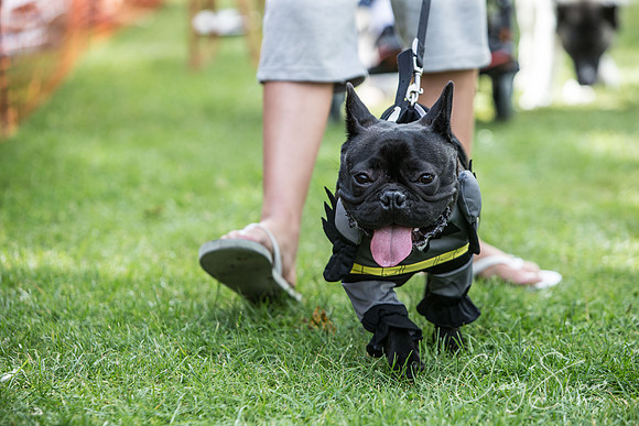 1642_K9Partyinthepark2014_RSPCAHalifax_bluplanetphoto