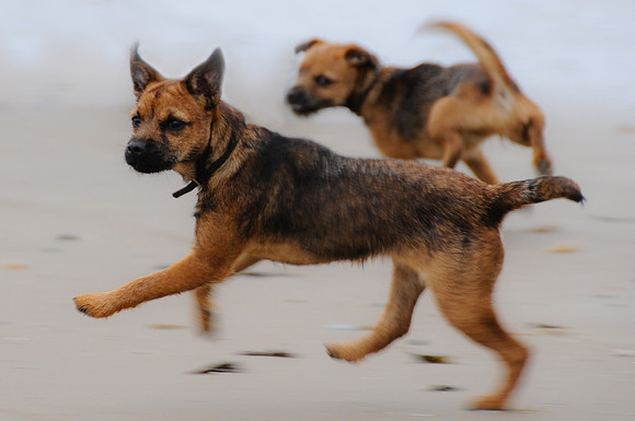 Dog Portraiture
