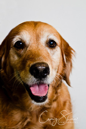 Vets4Pets RSPCA Fundraiser