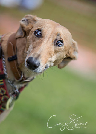 218_HebdenHappyHounds_2014_bluplanetphoto