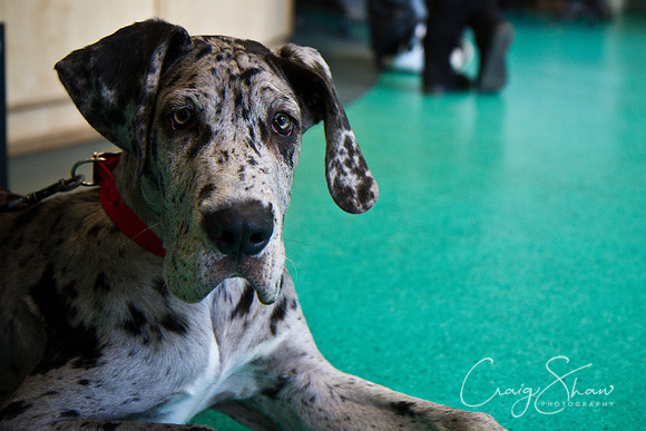 Vets4Pets RSPCA Fundraiser