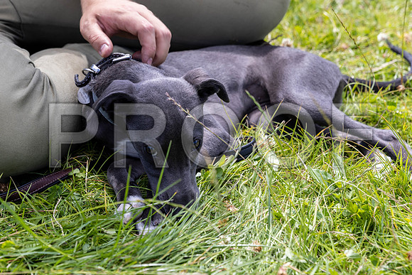1549__PAWSFundogShow_July2022_cshaw