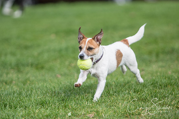 331_Woofstock2016_craigshaw