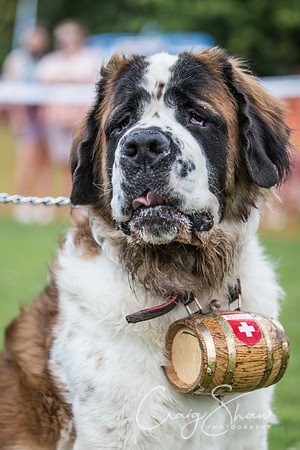 1615_K9Partyinthepark2014_RSPCAHalifax_bluplanetphoto