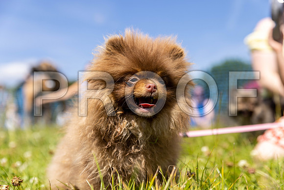 1441__PAWSFundogShow_July2022_cshaw
