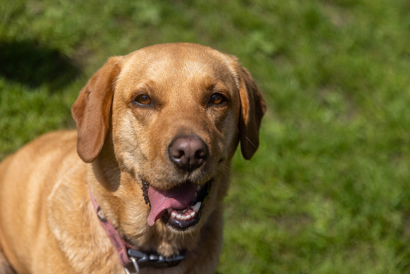 2248_HebdensHappyHounds2024_Cshaw-