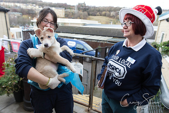 86_RSPCA_Christmas_Dec2013_bluplanetphoto