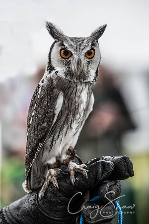 749_TodAgriculturalShow2014__bluplanetphoto-Edit