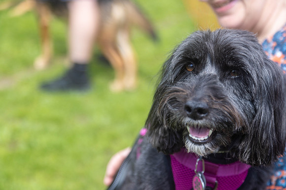 2326_HebdensHappyHounds2024_Cshaw-