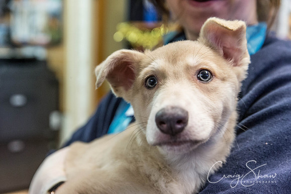 30_RSPCA_Christmas_Dec2013_bluplanetphoto