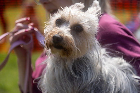 2098_HebdensHappyHounds2024_Cshaw-