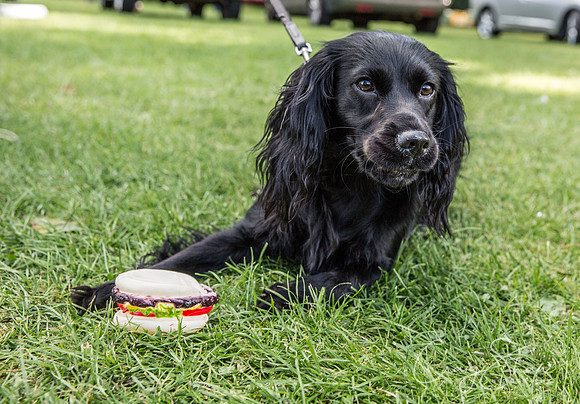 2492_K9Partyinthepark2014_RSPCAHalifax_bluplanetphoto