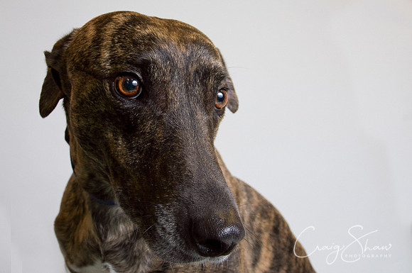 Vets4Pets RSPCA Fundraiser