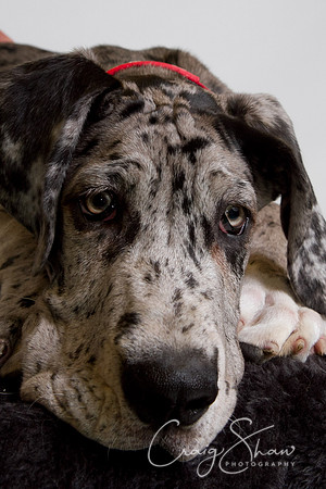 Vets4Pets RSPCA Fundraiser