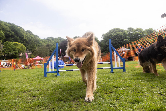 1694_HebdensHappyHounds2024_Cshaw-