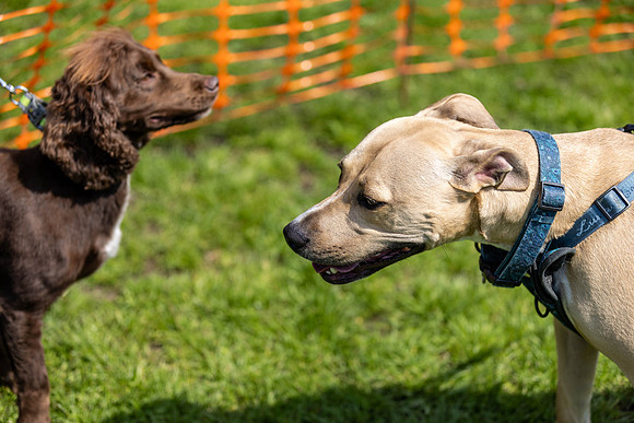 1443_HebdensHappyHounds2024_Cshaw-