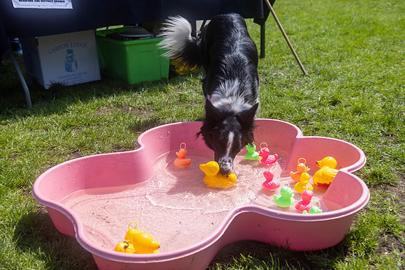 2203_HebdensHappyHounds2024_Cshaw-