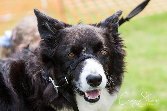 RSPCA Dog Day Afternoon