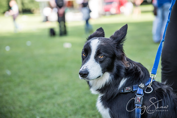 2508_K9Partyinthepark2014_RSPCAHalifax_bluplanetphoto