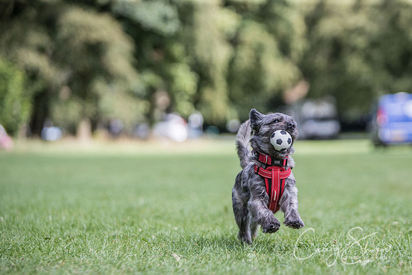 1953_K9Partyinthepark2014_RSPCAHalifax_bluplanetphoto