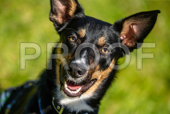 1808__PAWSFundogShow_July2022_cshaw