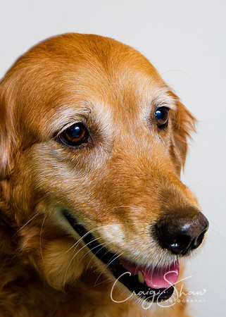 Vets4Pets RSPCA Fundraiser