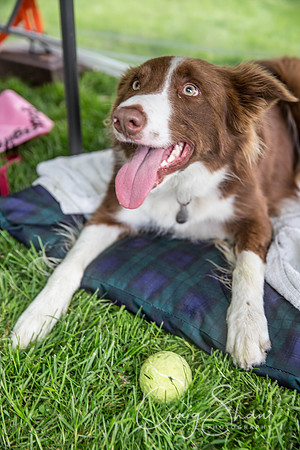 329_Woofstock2016_craigshaw