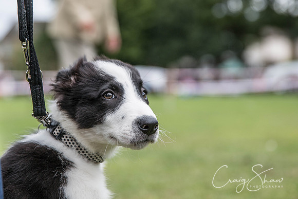 393_BarkintheParkHuddersfield_2014_bluplanetphoto