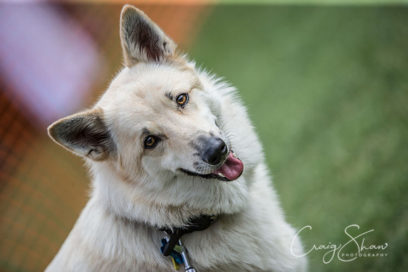 2036_K9Partyinthepark2014_RSPCAHalifax_bluplanetphoto