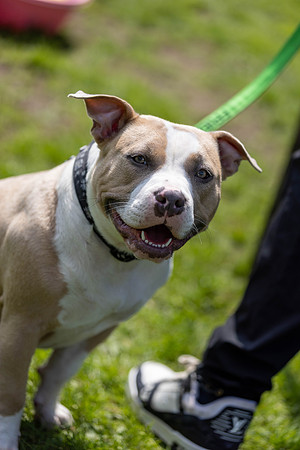 1476_HebdensHappyHounds2024_Cshaw-