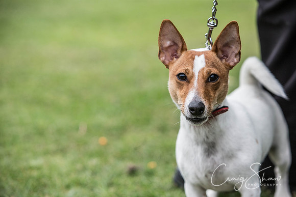 652_BarkintheParkHuddersfield_2014_bluplanetphoto