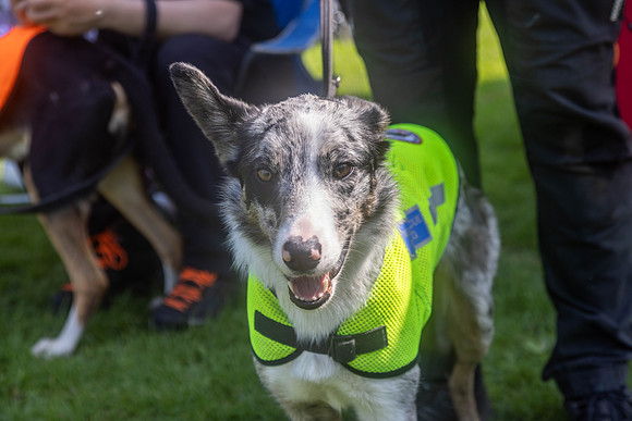 305_HebdensHappyHounds2024_Cshaw-