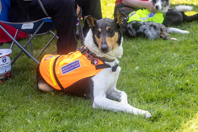 245_HebdensHappyHounds2024_Cshaw-