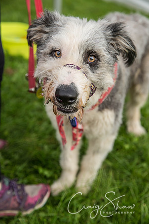 307_Woofstock2016_craigshaw
