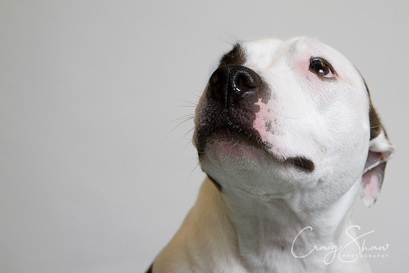Vets4Pets RSPCA Fundraiser