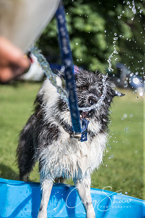 1864_K9Partyinthepark2014_RSPCAHalifax_bluplanetphoto