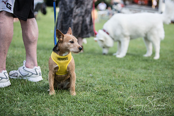 2476_K9Partyinthepark2014_RSPCAHalifax_bluplanetphoto