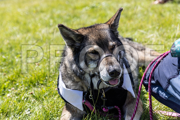 1778__PAWSFundogShow_July2022_cshaw