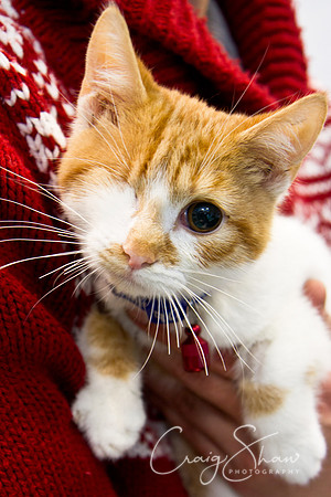 Vets4Pets RSPCA Fundraiser