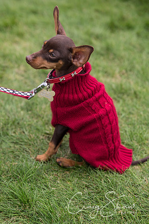 1888_Woofstock2016_craigshaw
