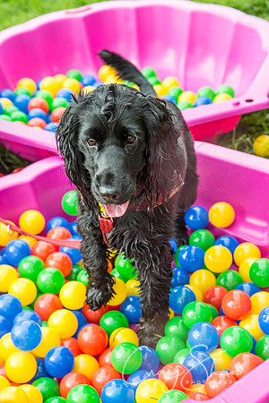 288_Woofstock2016_craigshaw