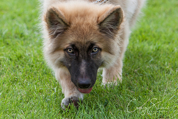 RSPCA Dog Day Afternoon